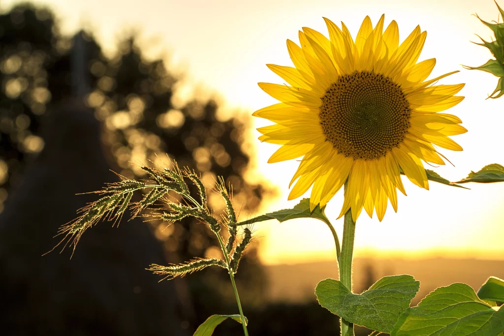 Sunflower Yellow Green Leaf Sunset