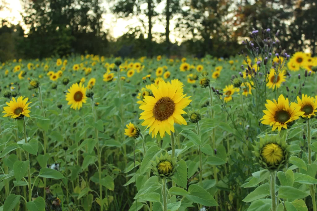 Sunflower Yellow Green Leaf warm Nature