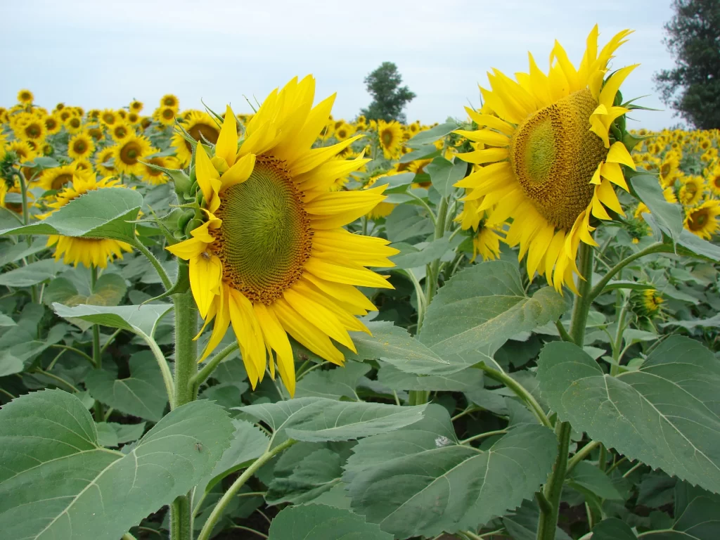 Sunflower Yellow Green Leaf Blue warm Sky