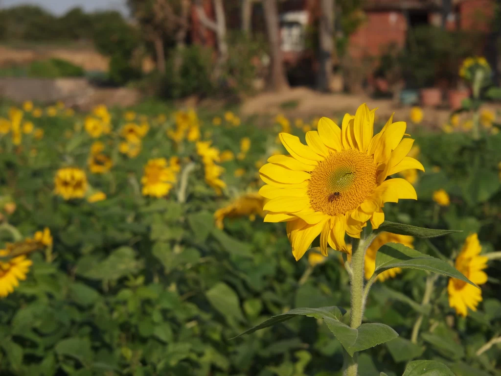 Sunflower Yellow Green Leaf Brown Building