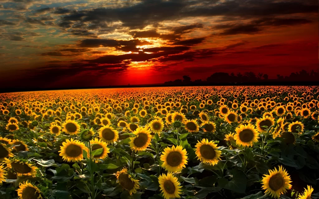 Sunflower Yellow Green Orange Red Sunset