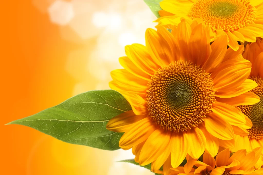 Sunflower Yellow Green Orange