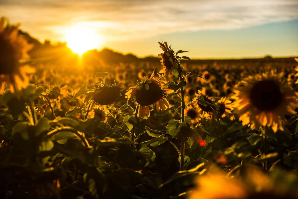 Sunflower Yellow Green Orange Sunset