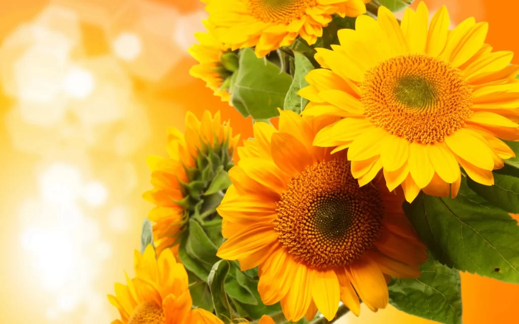 Sunflower Yellow Green Orange Bright