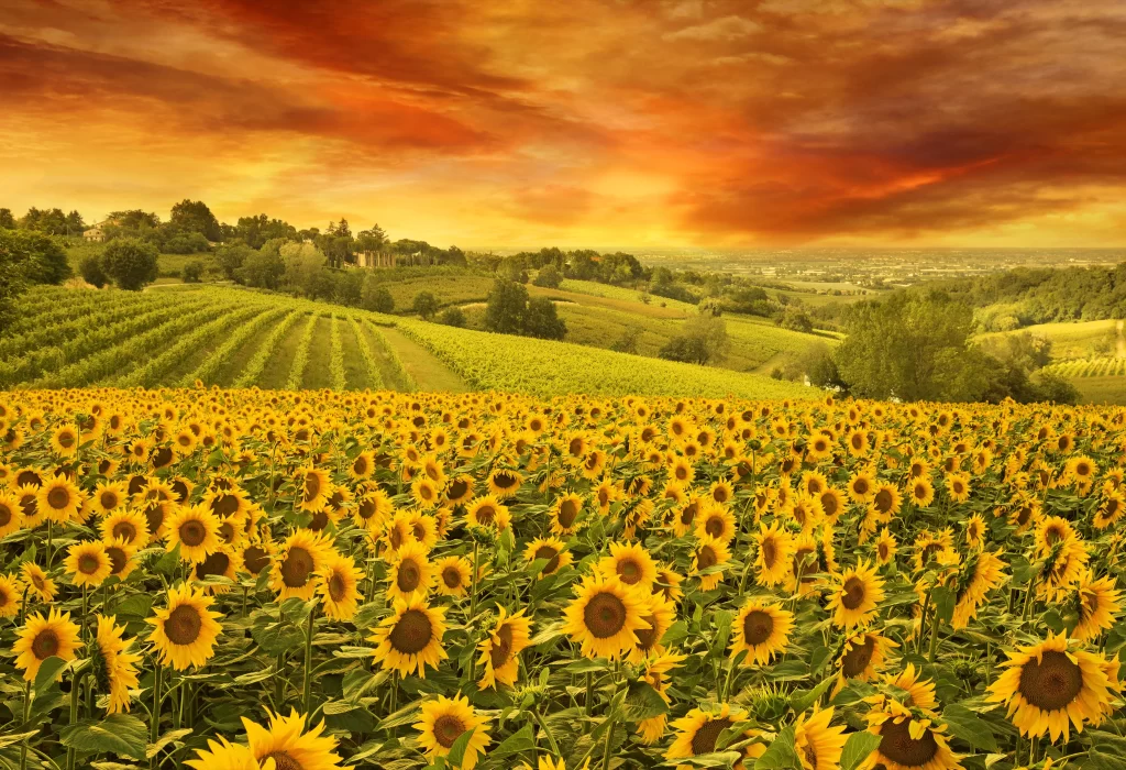 Sunflower Yellow Green Orange warm Sky