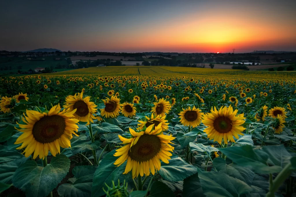 Sunflower Yellow Green Orange Blue