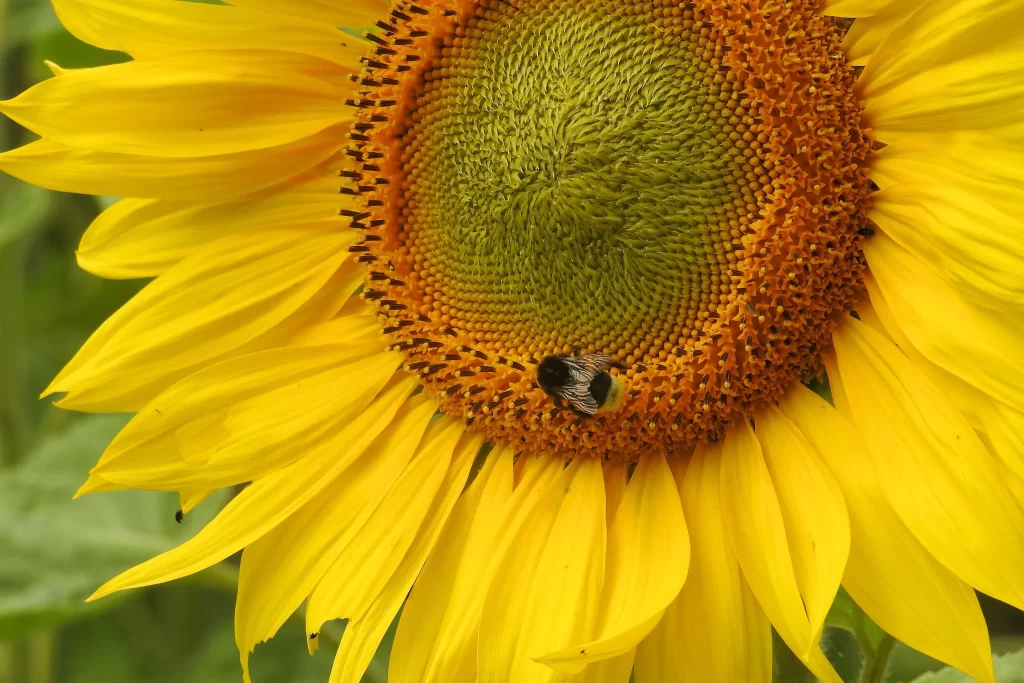 Sunflower Yellow Green Orange Bee