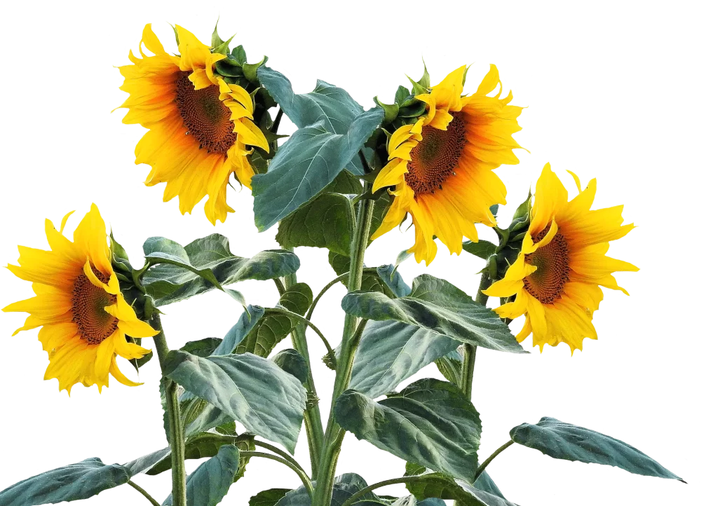 Sunflower Yellow Green Petals warm Leaves