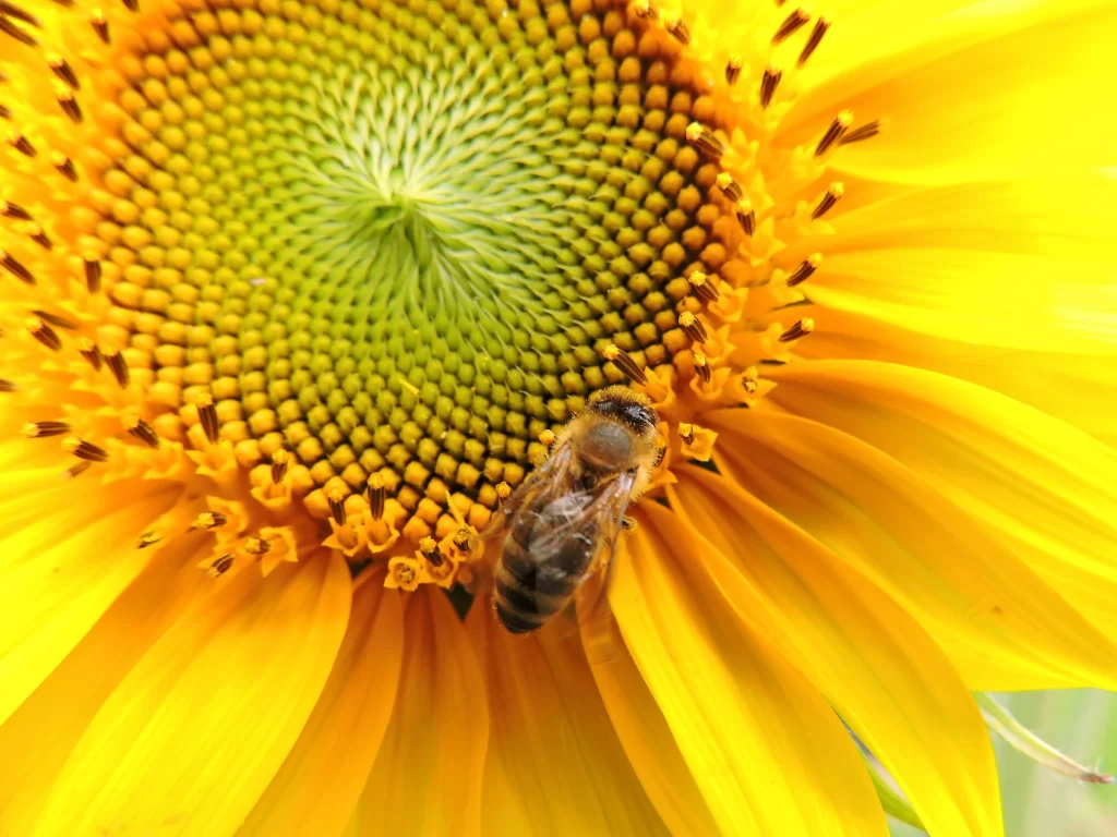 Sunflower Yellow Green Petals Bee