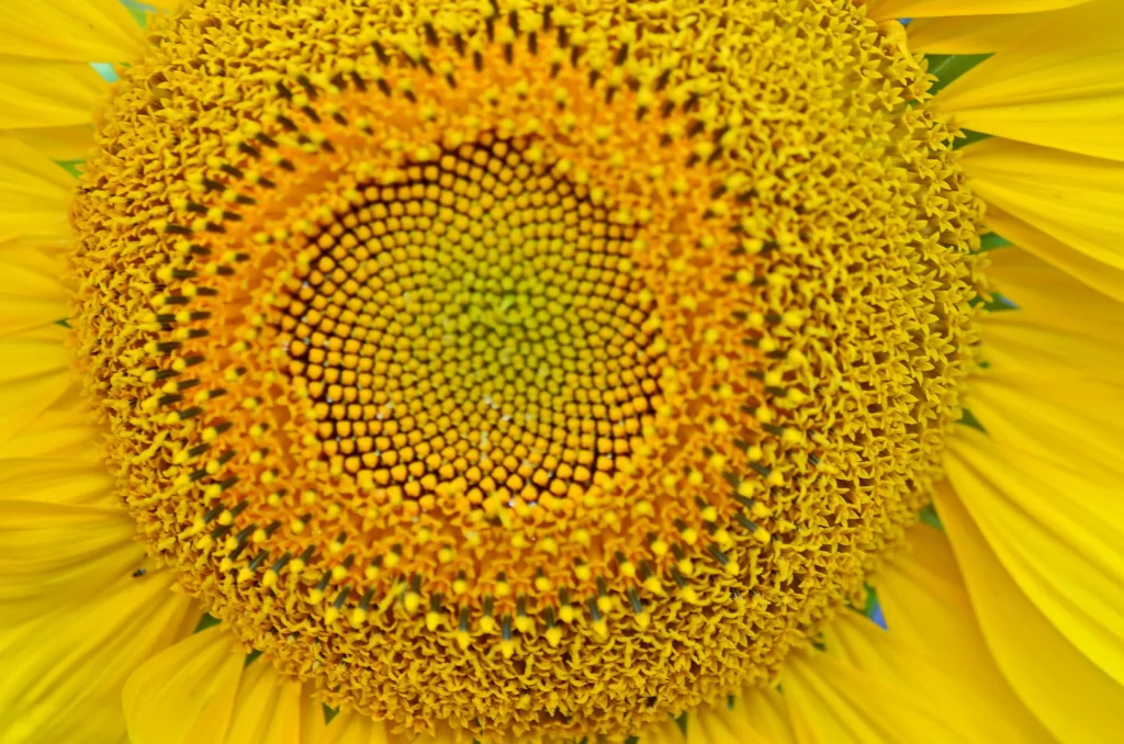 Sunflower Yellow Green Petals warm Center