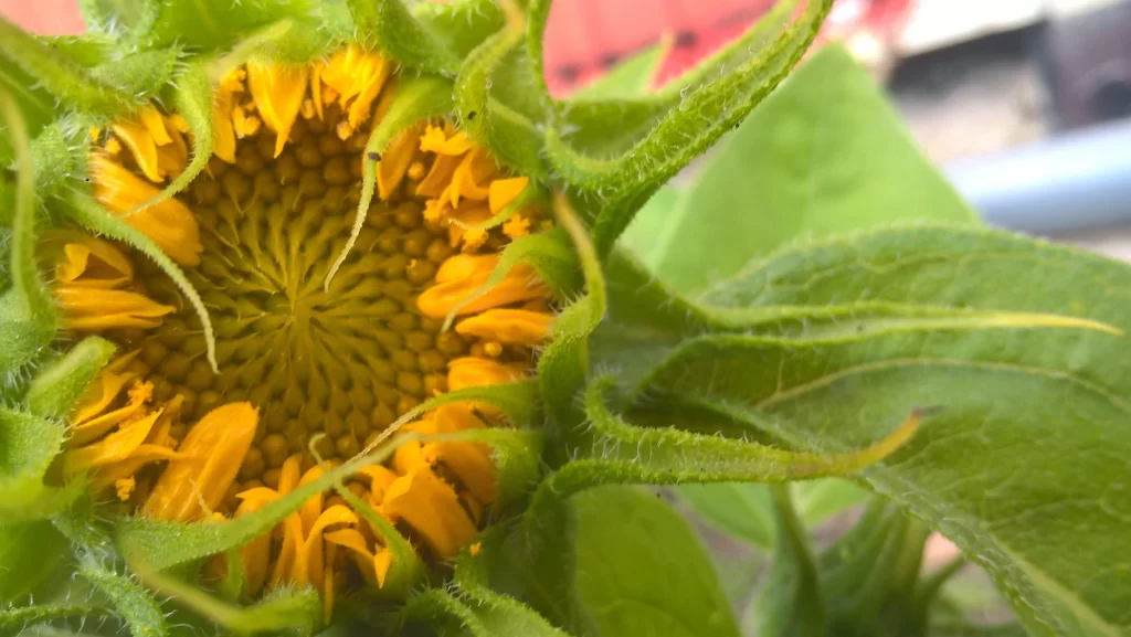 Sunflower Yellow Green Petals warm Leaf