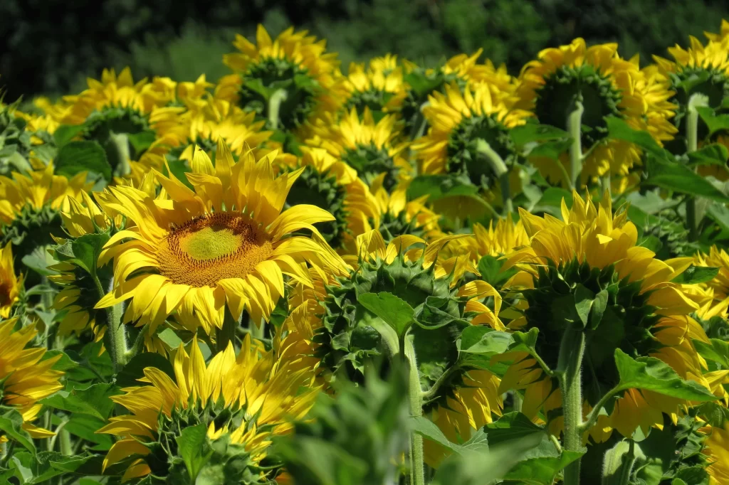 Sunflower Yellow Green Petals Leaves warm Field