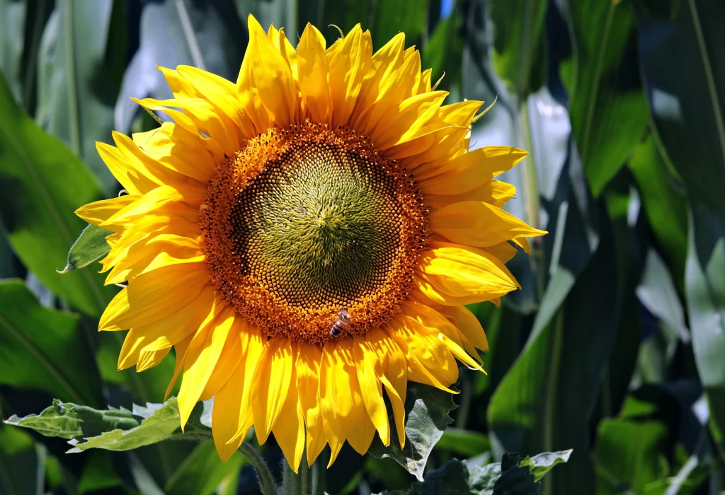Sunflower Yellow Green Petals warm Bee