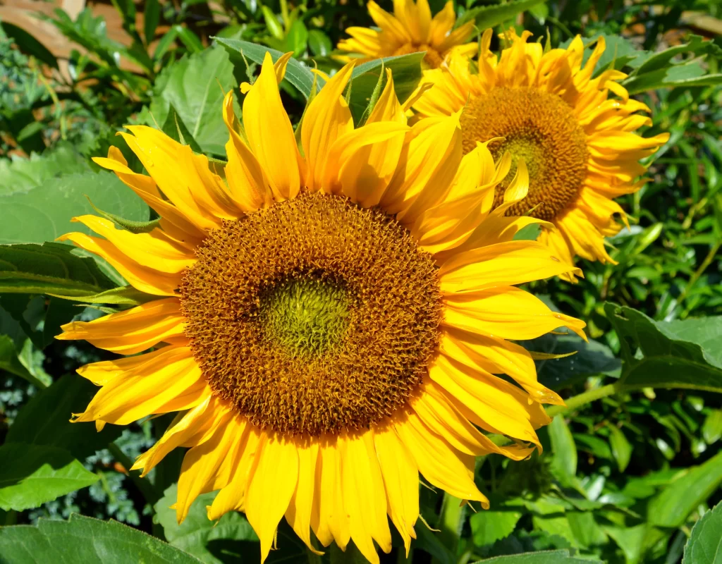 Sunflower Yellow Green Petals warm Leaves