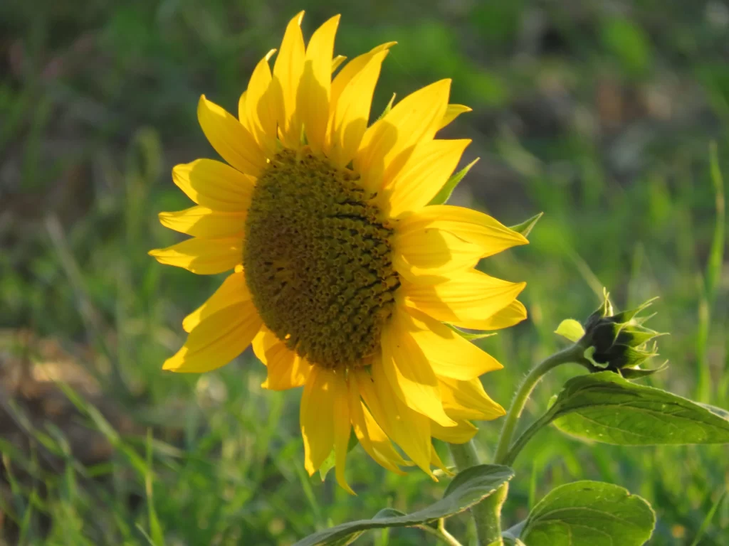 Sunflower Yellow Green Petals warm Leaves