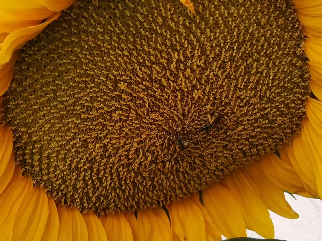 Sunflower Yellow Green Petals warm Center