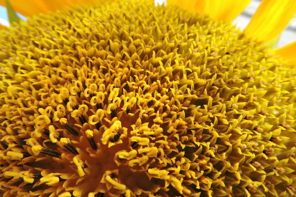 Sunflower Yellow Green Petals warm Center