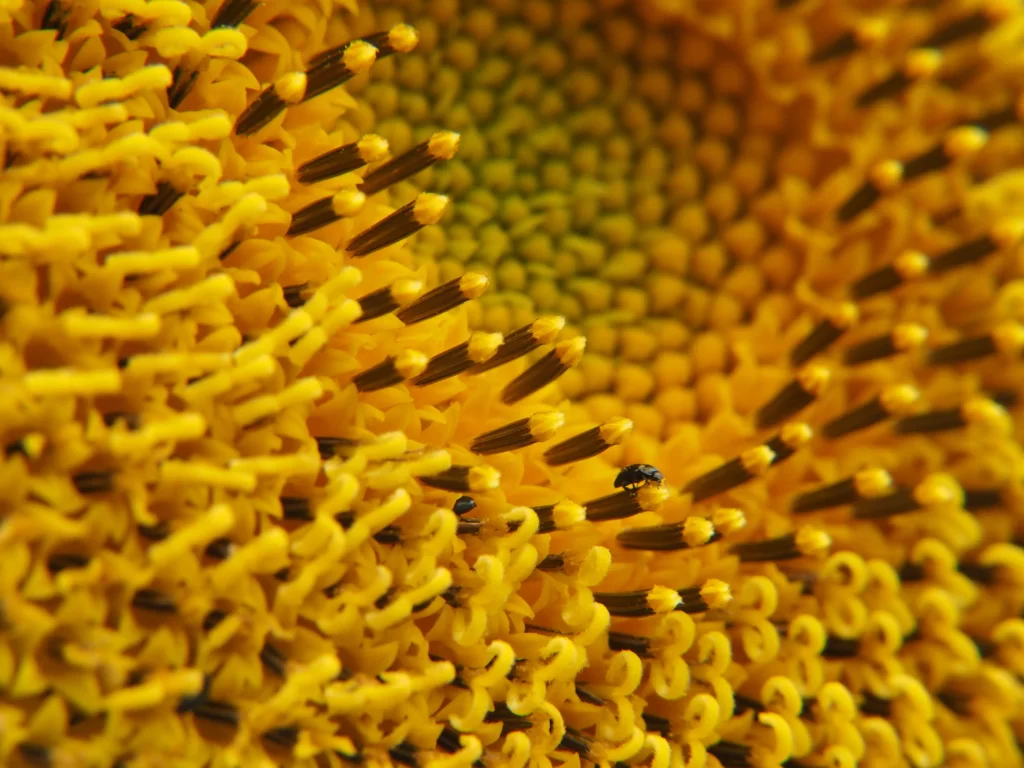 Sunflower Yellow Green Petals warm Center