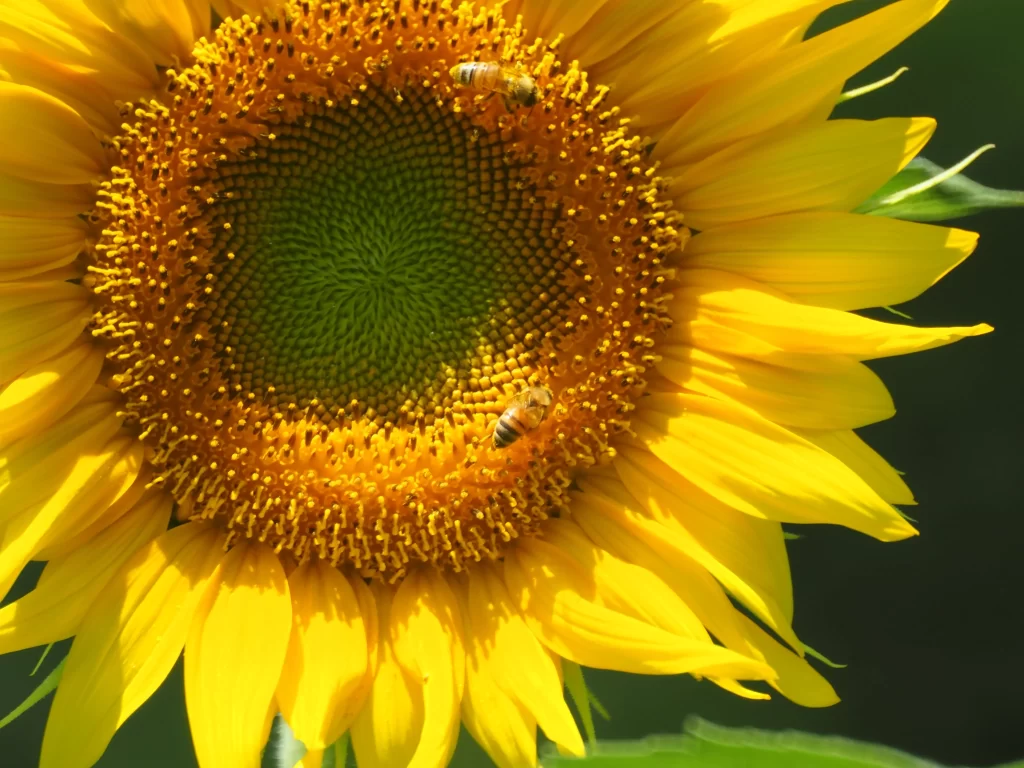 Sunflower Yellow Green Petals warm Bees