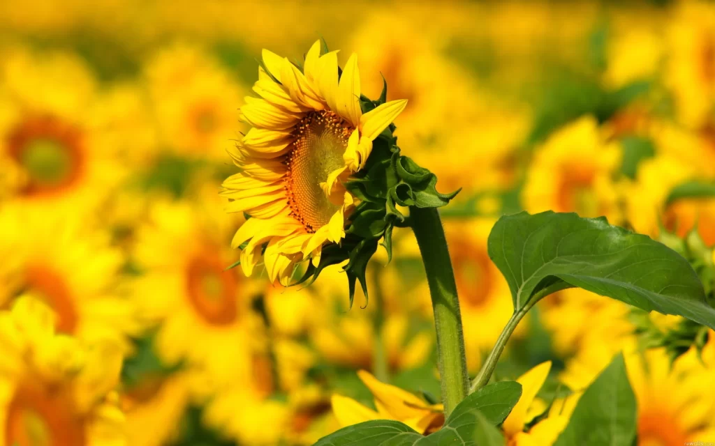 Sunflower Yellow Green Petals Leaves Field