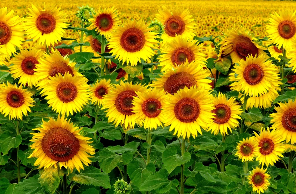 Sunflower Yellow Green Petals Leaves warm Field