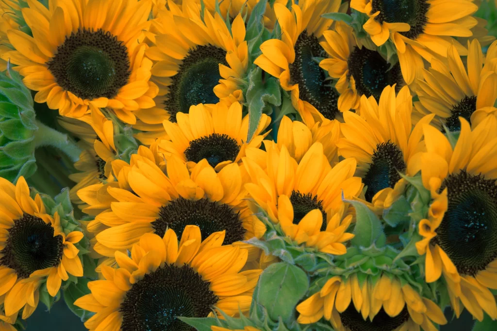 Sunflower Yellow Green Petals warm Center