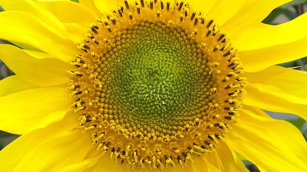 Sunflower Yellow Green Petals Center