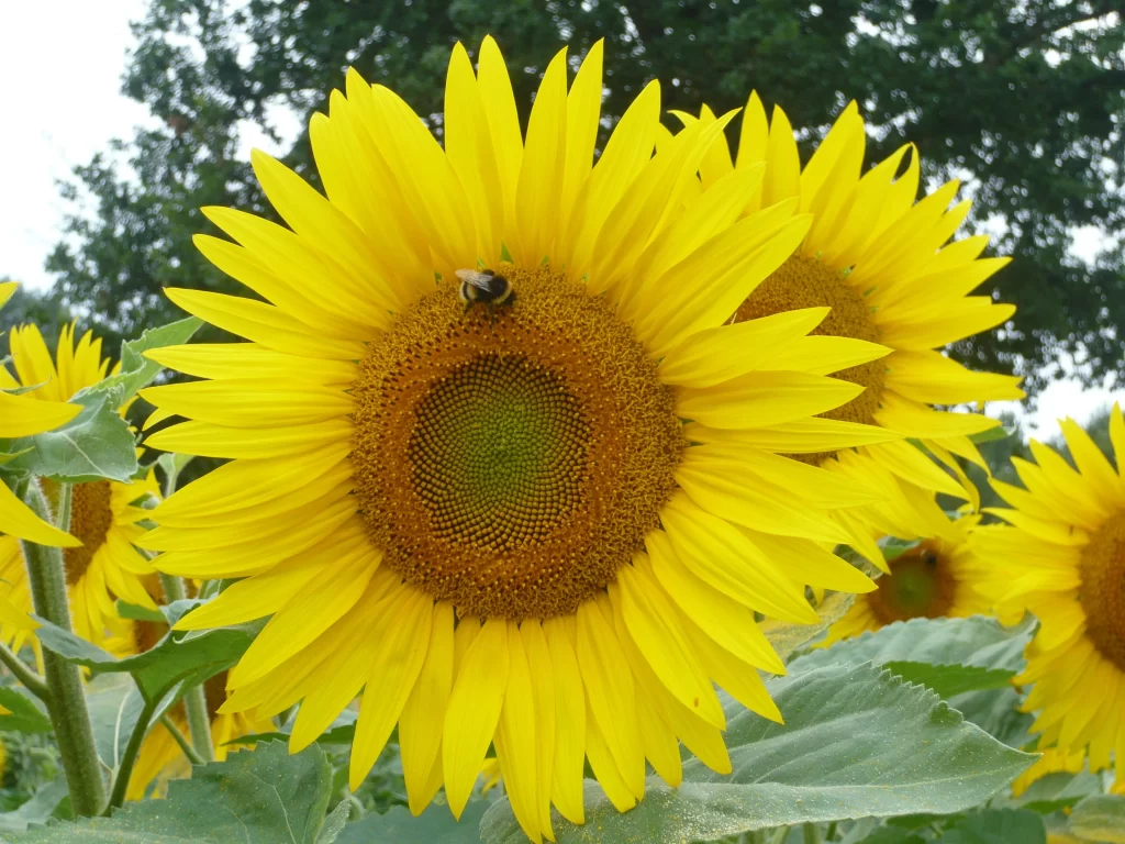 Sunflower Yellow Green Petals Center Bee