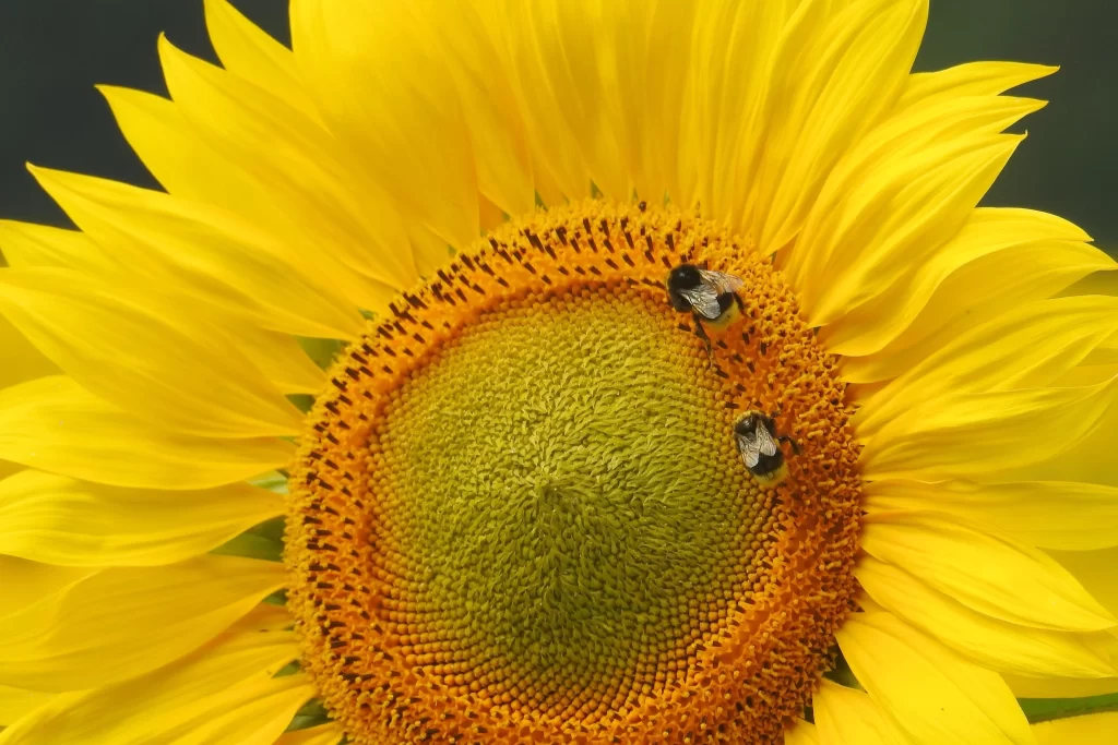 Sunflower Yellow Green Petals Bees
