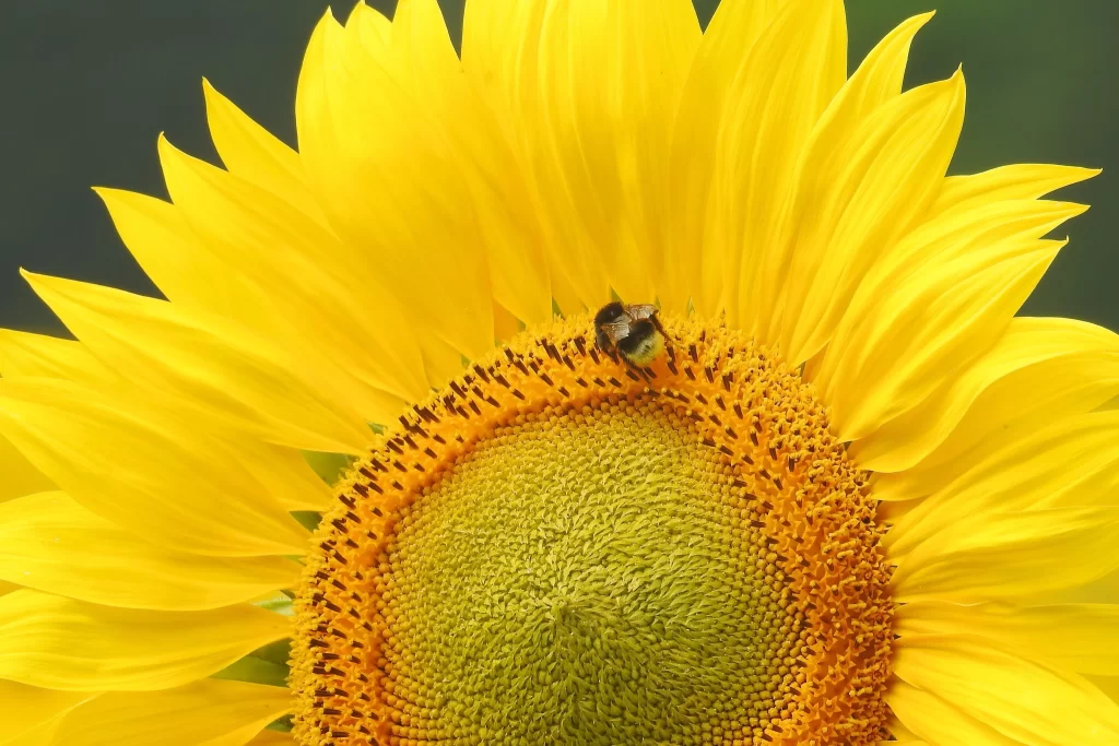 Sunflower Yellow Green Petals Bee