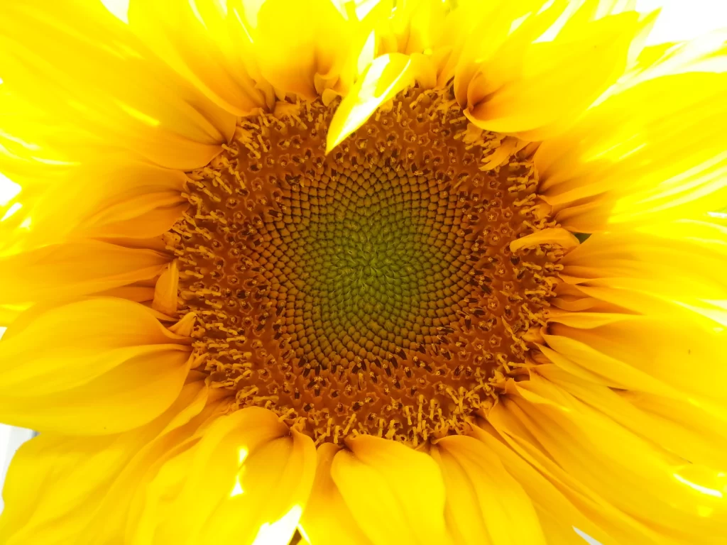 Sunflower Yellow Green Petals Center