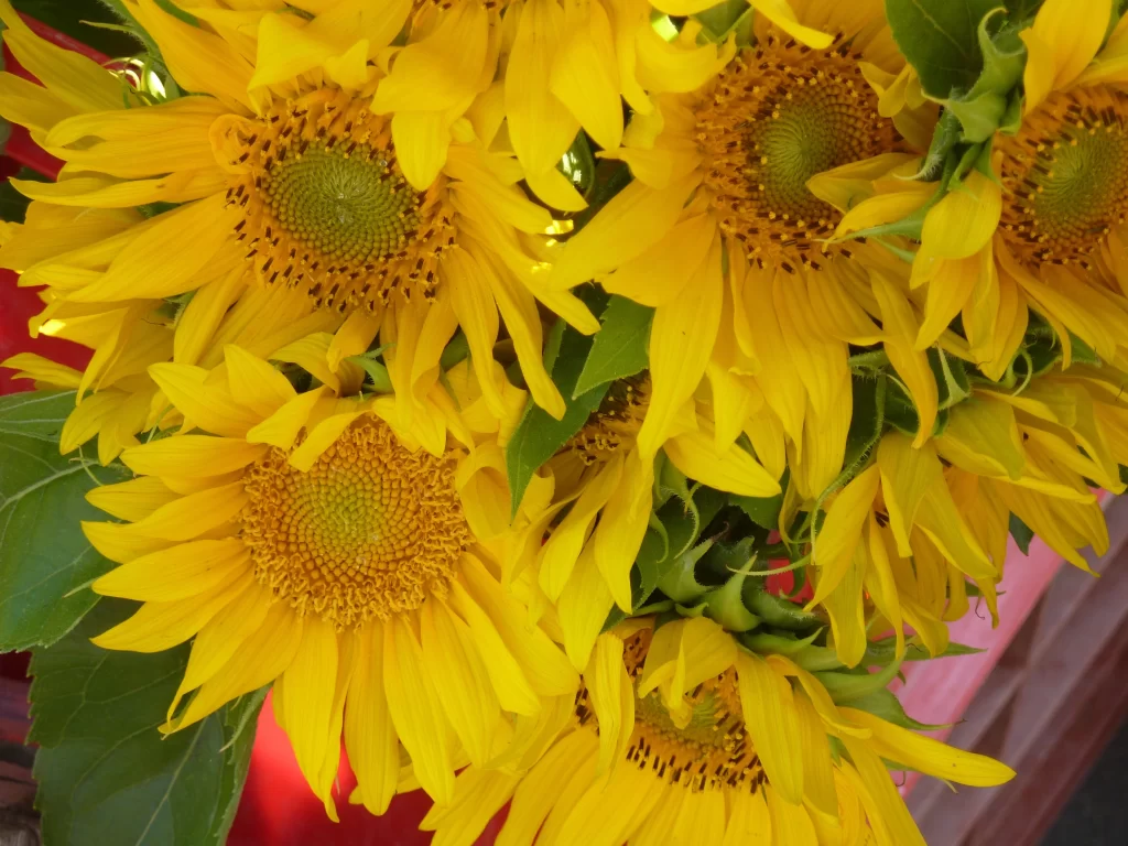 Sunflower Yellow Green Petals Leaves