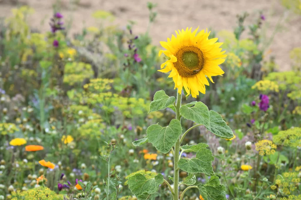 Sunflower Yellow Green Purple Orange