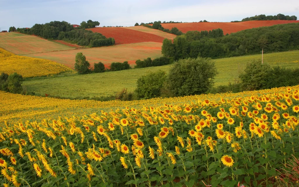 Sunflower Yellow Green Red warm Blue