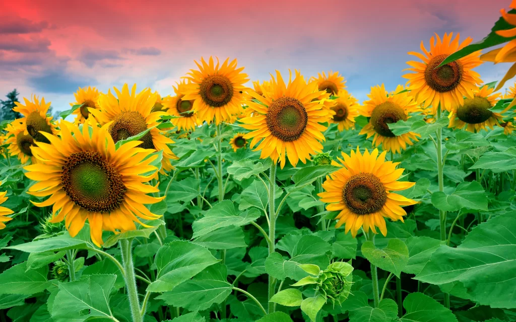 Sunflower Yellow Green Red warm Blue