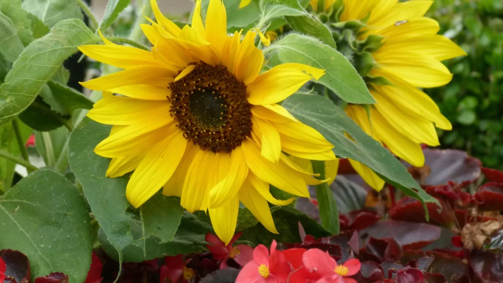 Sunflower Yellow Green Red