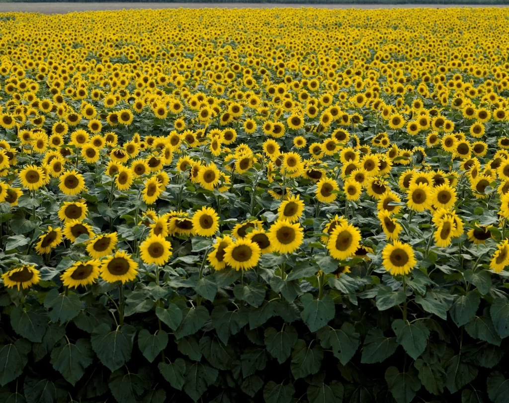 Sunflower Yellow Green warm Field