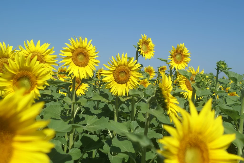 Sunflower Yellow Green warm Blue