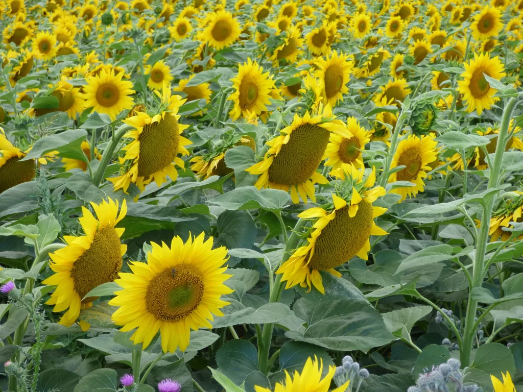 Sunflower Yellow Green warm Leaf