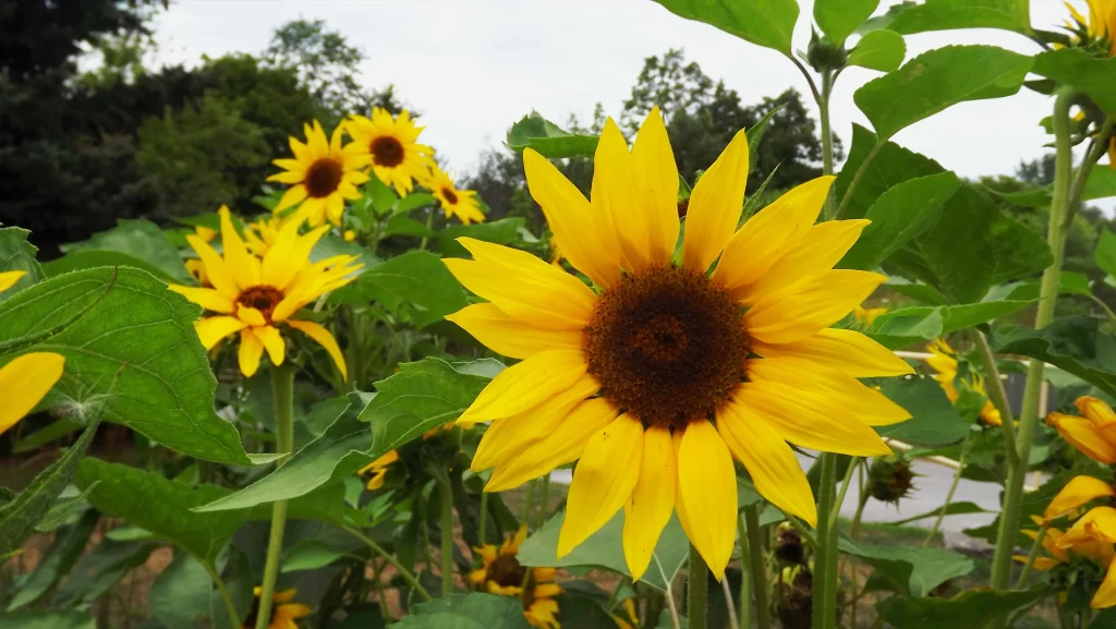 Sunflower Yellow Green warm Leaf
