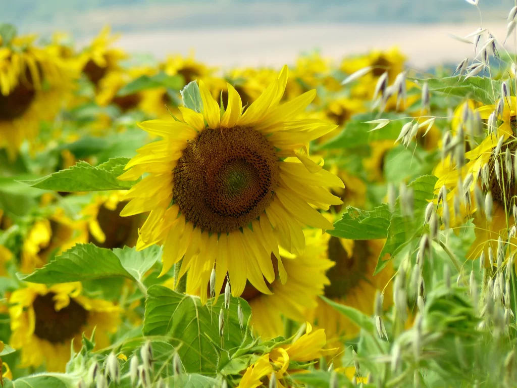 Sunflower Yellow Green warm Brown