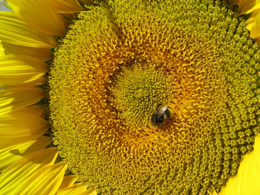 Sunflower Yellow Green warm Bee