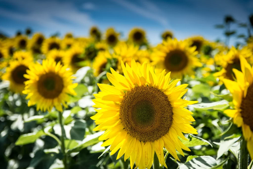 Sunflower Yellow Green warm Blue
