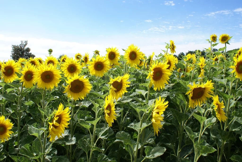 Sunflower Yellow Green warm Blue
