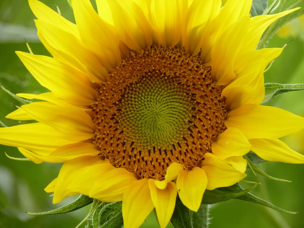 Sunflower Yellow Green warm Brown