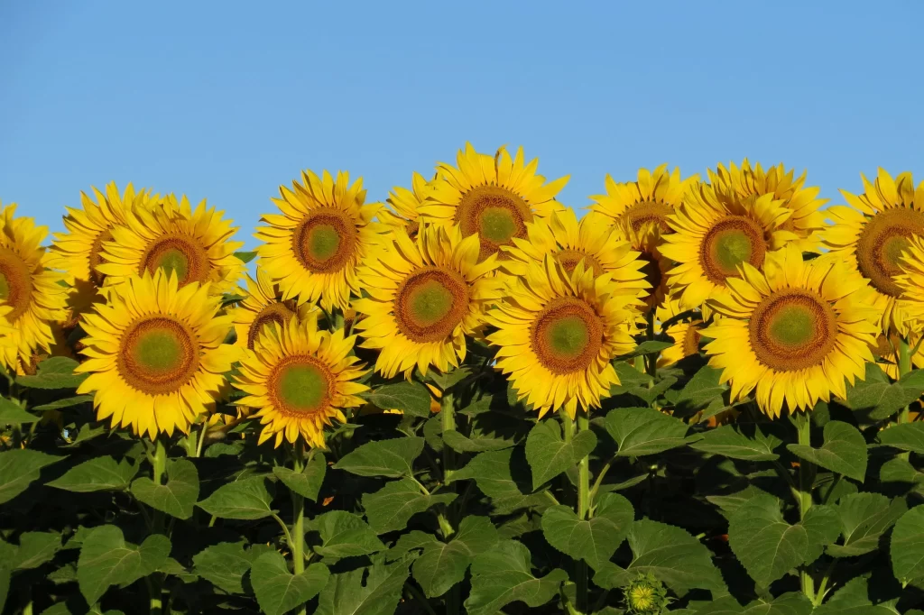 Sunflower Yellow Green warm Blue