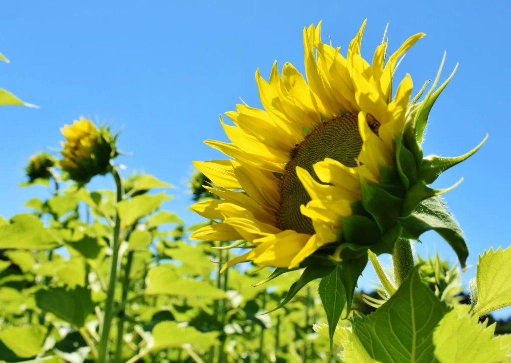 Sunflower Yellow Green warm Blue