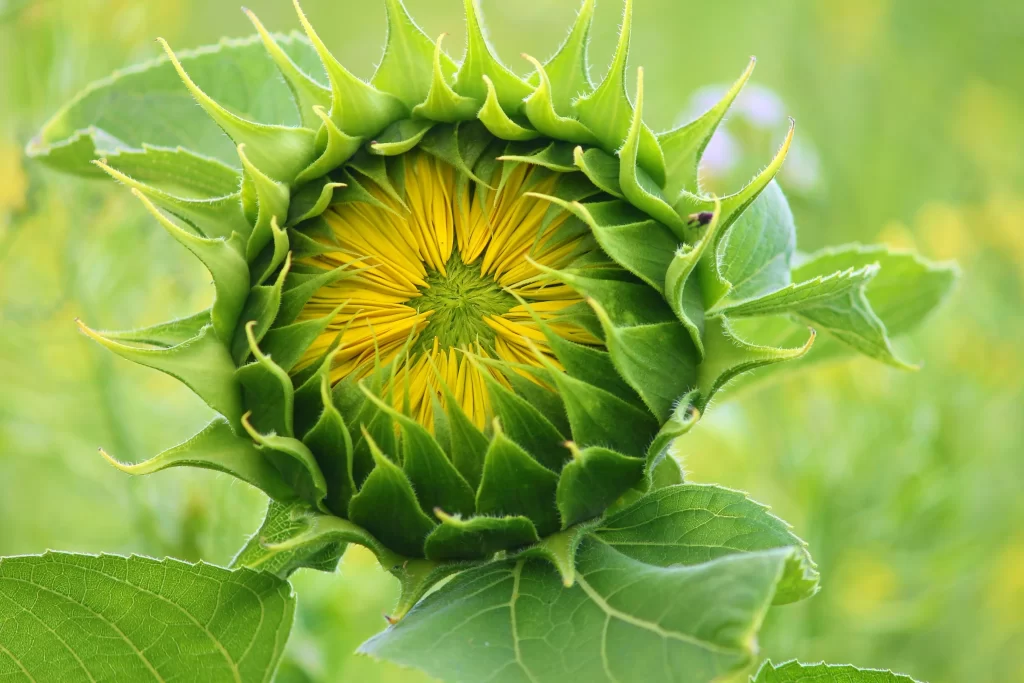 Sunflower Yellow Green warm Leaf