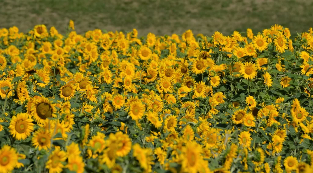 Sunflower Yellow Green warm Field