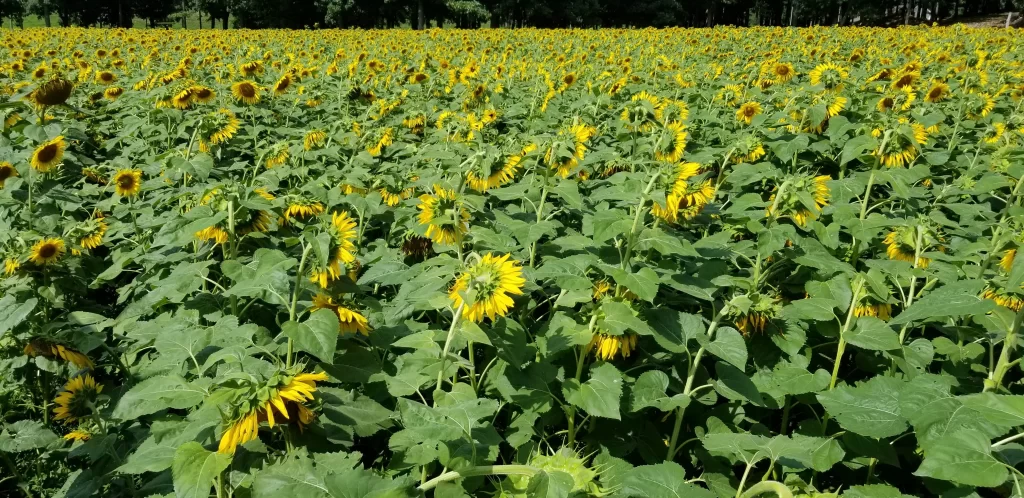 Sunflower Yellow Green warm Field
